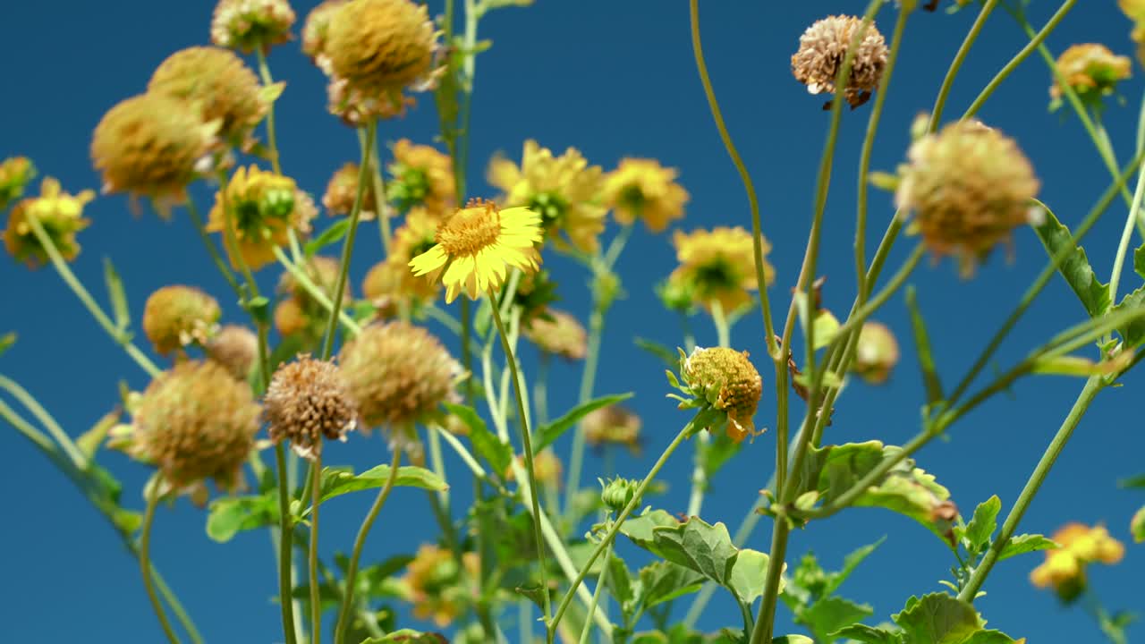 베르베시나 엔셀로이데스, 카이위 해안 경로의 야생 꽃, 칼로코 해변