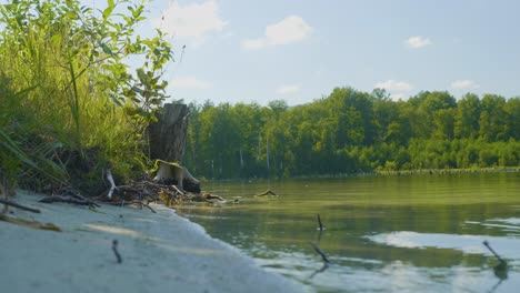 scenic lakeside forest view