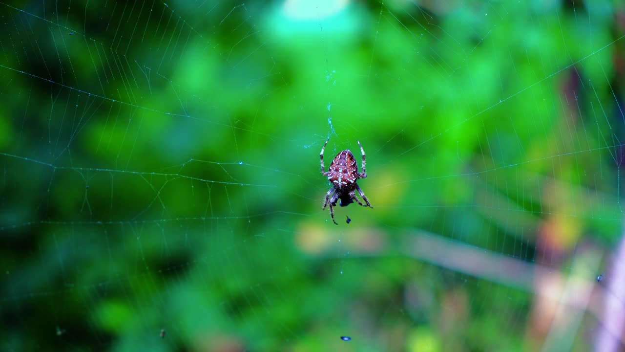 그것의 먹이에 축제를 벌이는 정원 십자가 거미, 가까이, 흐린 배경, araneus diadematus