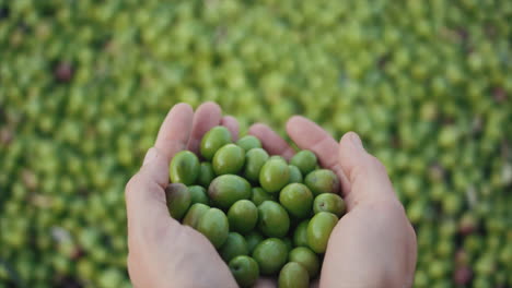 green olives harvest