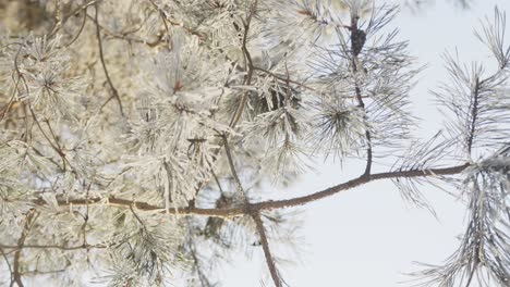 ramas de coníferas congeladas, pinos en hielo en invierno blanco