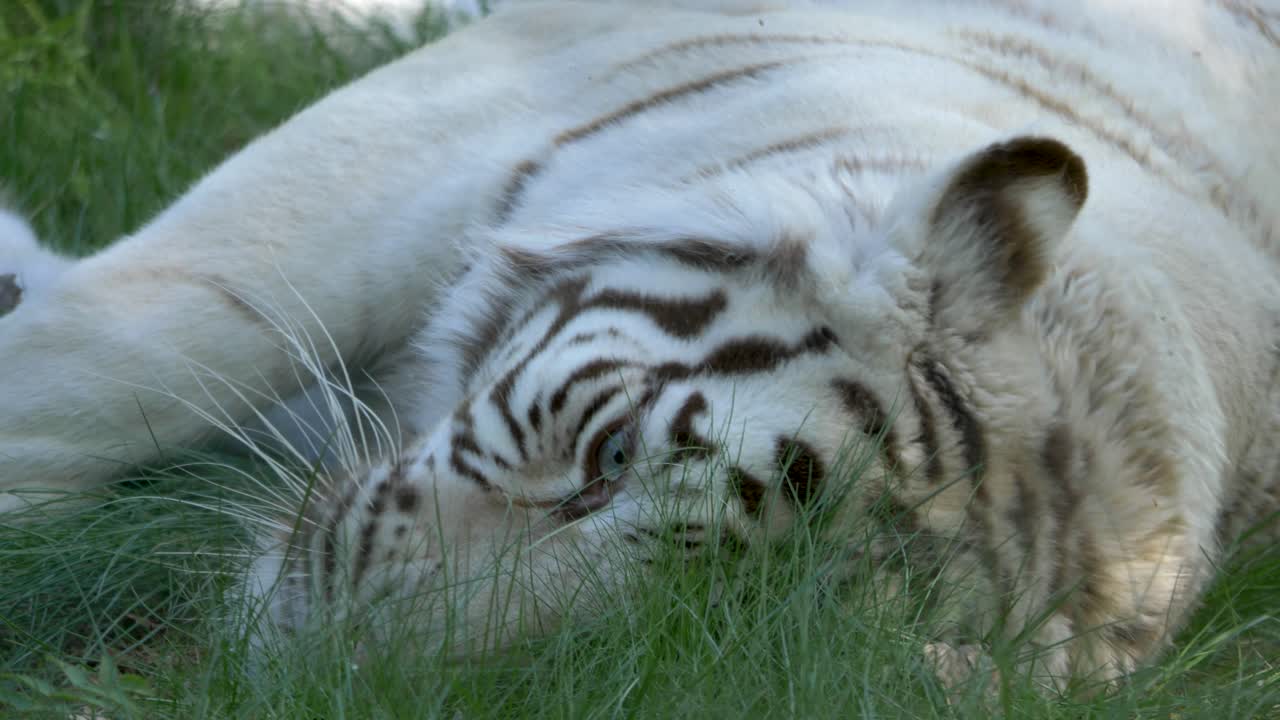 tigre de bengala blanco juguetón rodando en la hierba