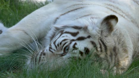 Tigre-De-Bengala-Blanco-Juguetón-Rodando-En-La-Hierba