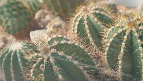 green cactus background closeup succulents green cactus background closeup succulents plants in the desert