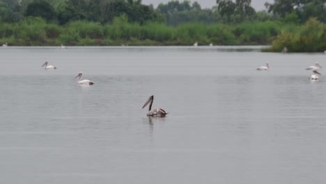 Moviéndose-Hacia-La-Izquierda-Mientras-Otros-En-El-Fondo-Buscan-Comida,-Pelícano-Pelecanus-Philippensis,-Tailandia