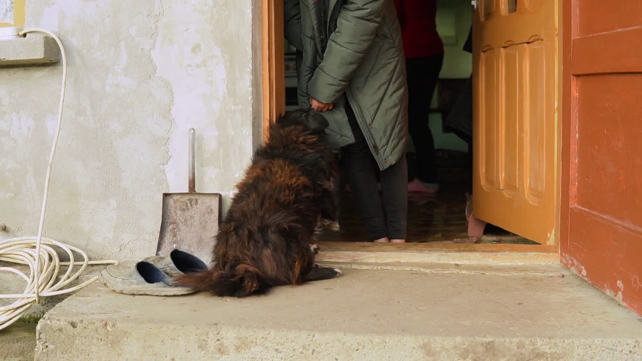 Happy and playful dog is playing with an young girl