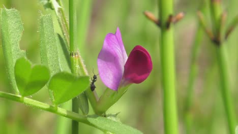 formica su un fiore viola in un prato, primo piano, rallentatore, palmare