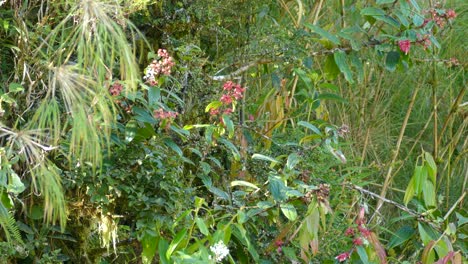 Gelbbauchvogel,-Der-Zwischen-Büschen-In-Costa-Rica-Hofft