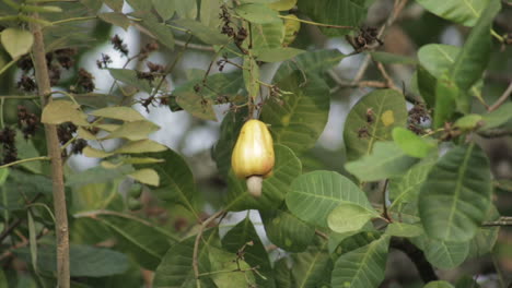 close up static shot of cashew ripening on tree