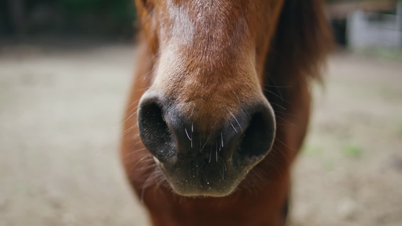 Closeup stallion nostrils breathing in ranch. Adorable horse relaxing