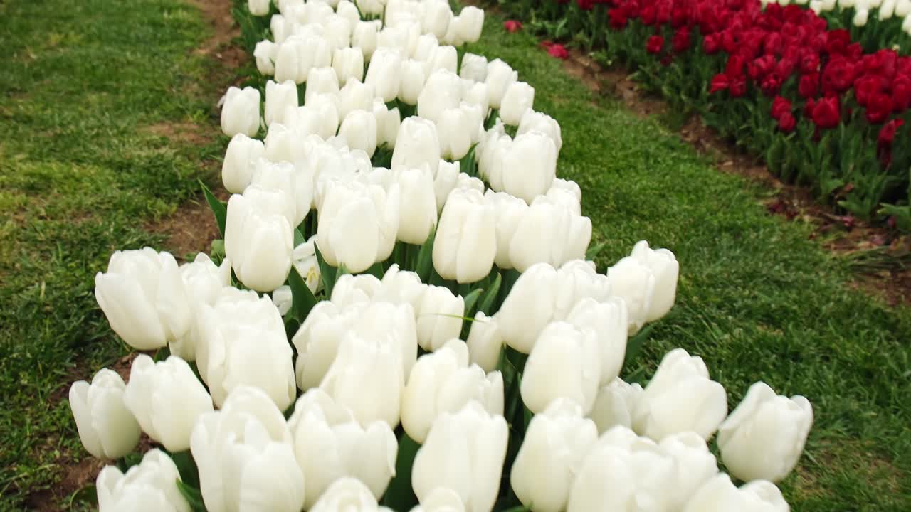 поле белых тюльпанов в супер замедленном движении
