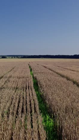 dron volando sobre el campo de trigo verde en verano