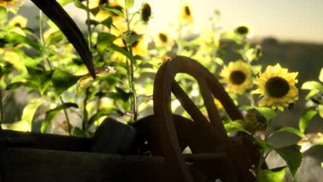 vieja guadaña de estilo vintage y campo de girasoles