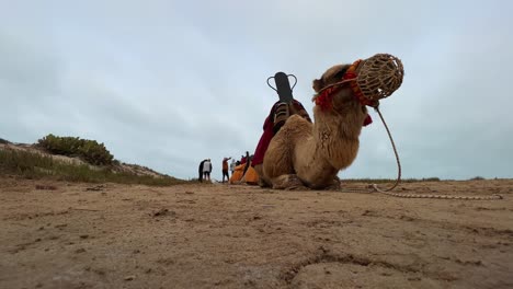 low-angle view of two dromedary camels with muzzle resting on sandy ground with people in background