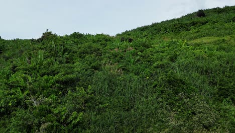 flyover shot of lush tropical greenery and jungle atop island rocky cliffside in catanduanes, philippines