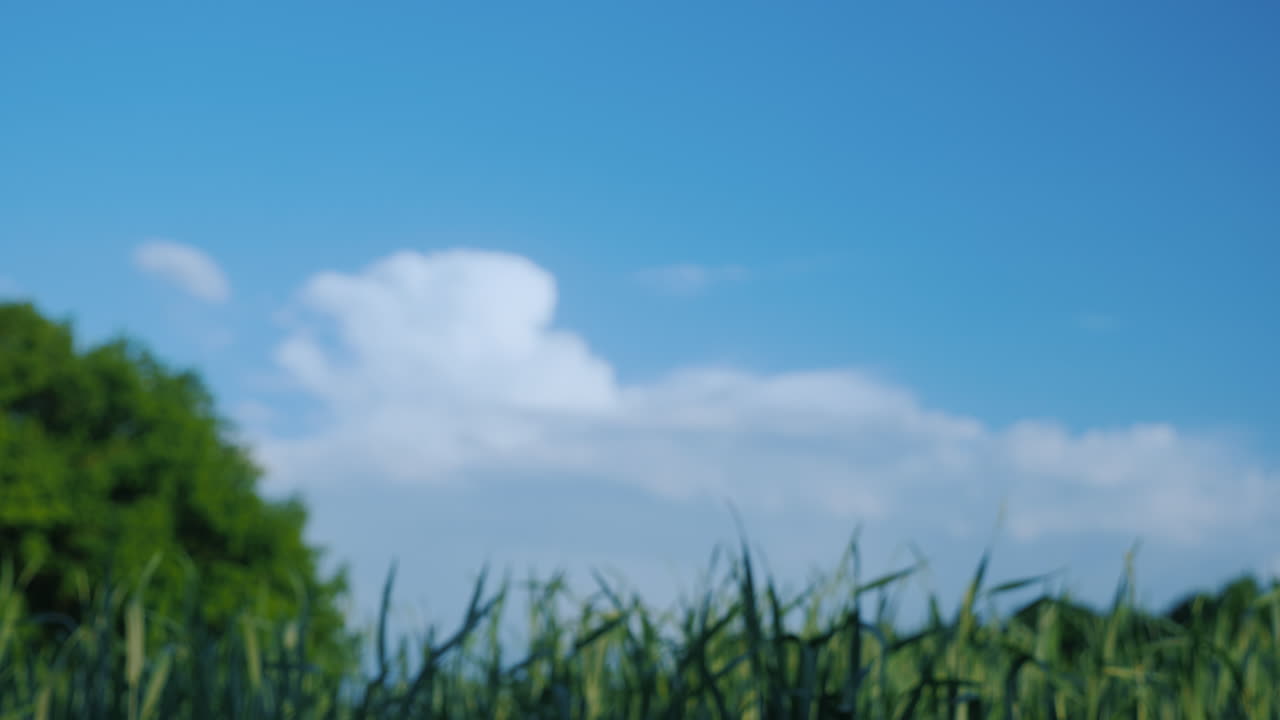 dos granjeros se dan la mano en el contexto de un trato de campo de trigo verde en el concepto de agronegocios 4