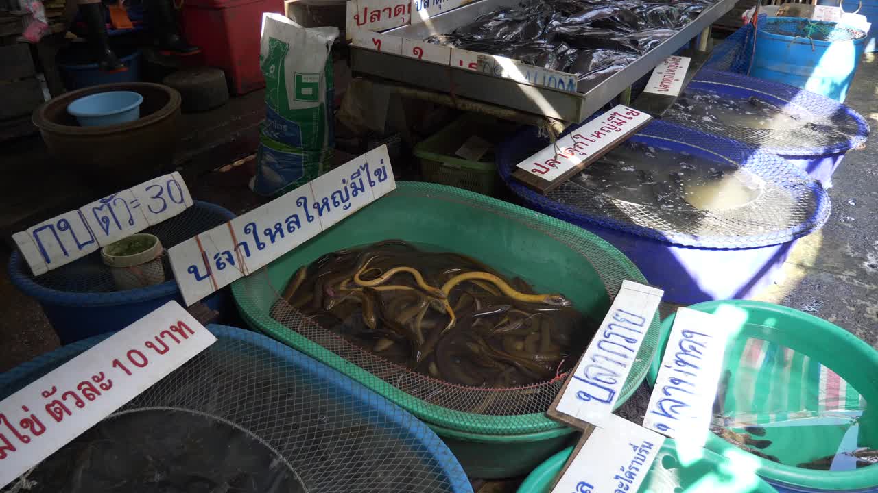 아시아 태국 물고기 시장 거리에서 판매되는 물통에 있는 살아있는 물고기 노란 습지 개구리 고양이