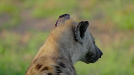 spotted hyena profile