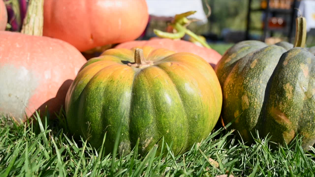 Green and orange pumpkins at a farm on green grass