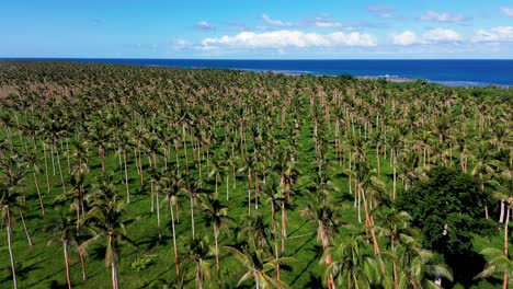 Aerial-drone-landscape-nature-shot-of-palm-trees-near-coastline-beach-Efate-Pacific-Islands-holiday-destination-travel-tourism-Port-Vila-Vanuatu-4K