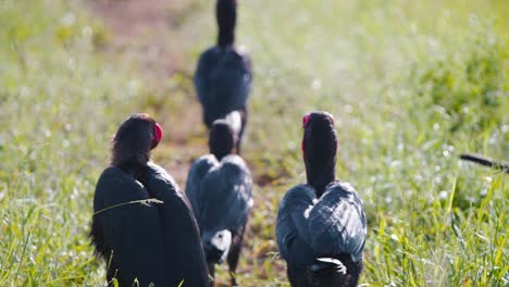 Bandada-De-Pájaros-De-Bucero-Terrestres-Del-Sur-Caminando-Por-Un-Camino-De-Tierra-En-La-Hierba