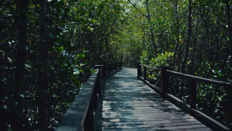 Wooden-boardwalk-in-a-dense-mangrove-forest