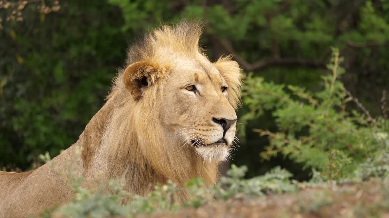 orgulloso león macho observando presas mientras caza y se esconde fuera de la vista