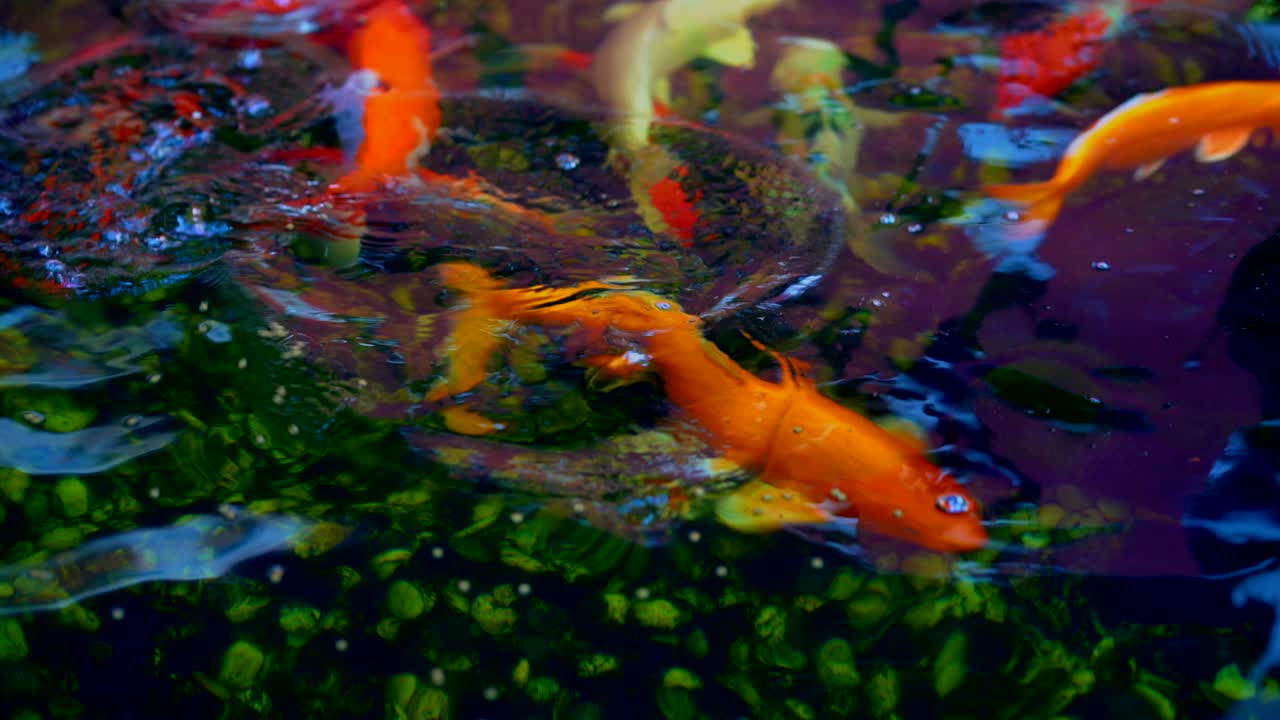 pez koi o pez carpa de color nadando alrededor del estanque. se alimenta del agua y el pez carpa come comida en la superficie del estanque