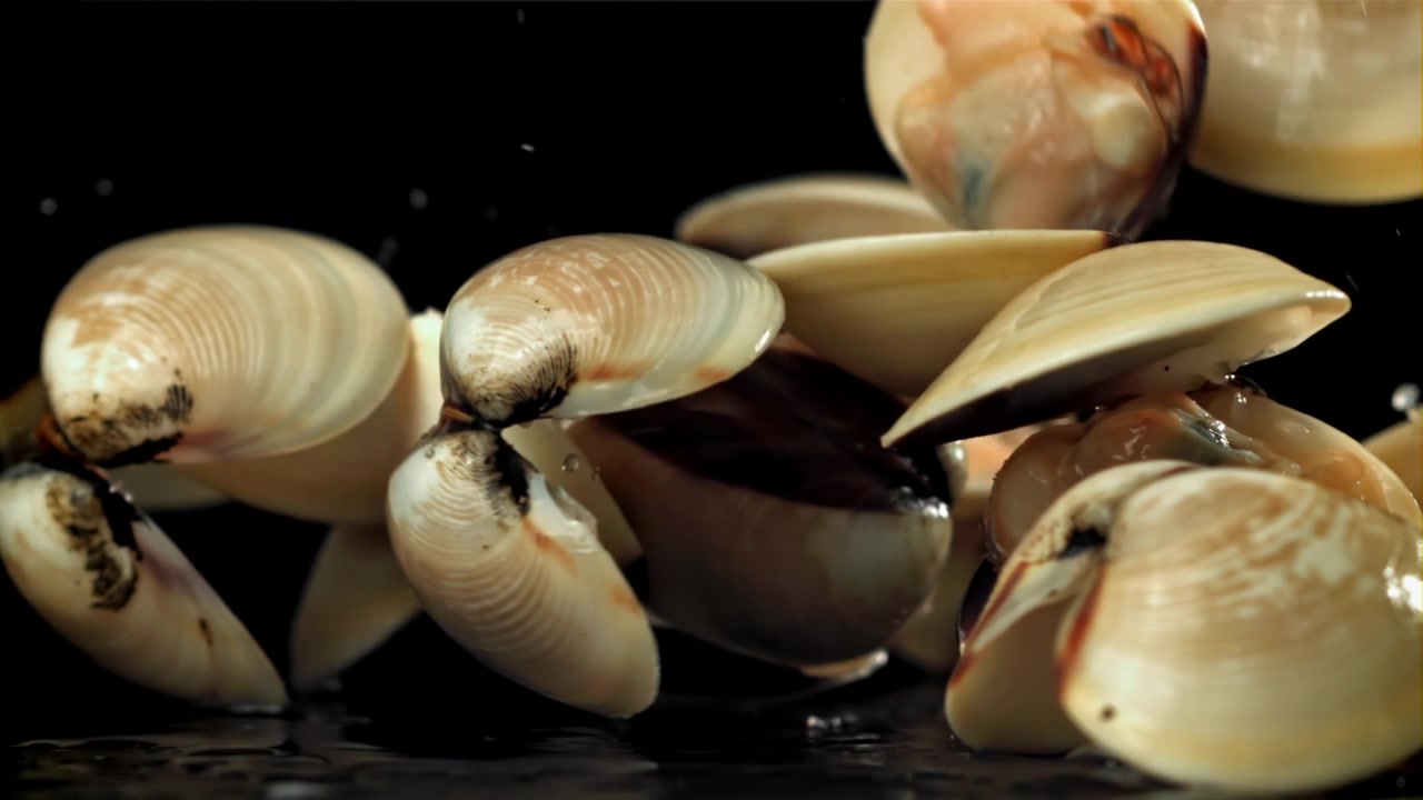 Fresh Clams Falling in Slow Motion onto a Wet Black Surface