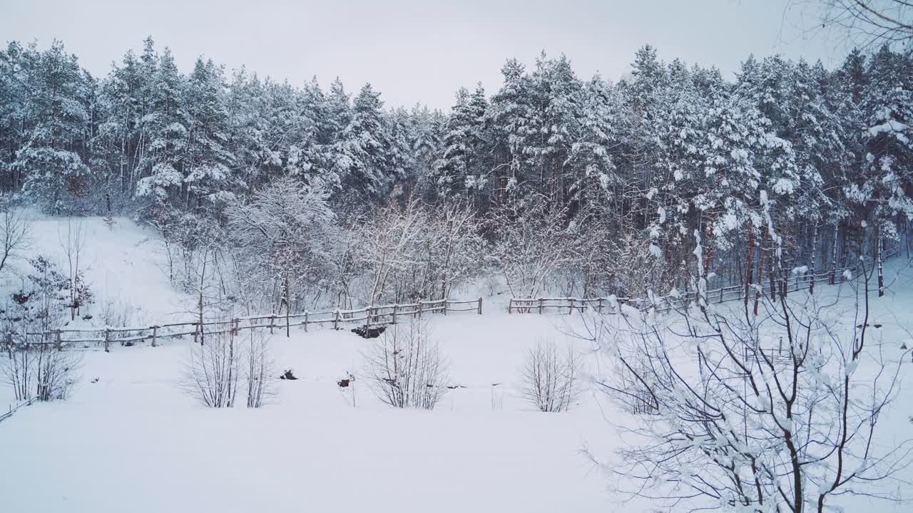 View of the winter forest. Camera motion to the right. Wonderful landscape. Frosty weather