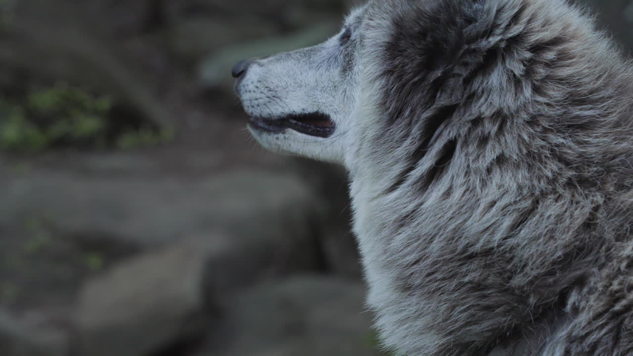 primer plano de la cara del lobo gris
