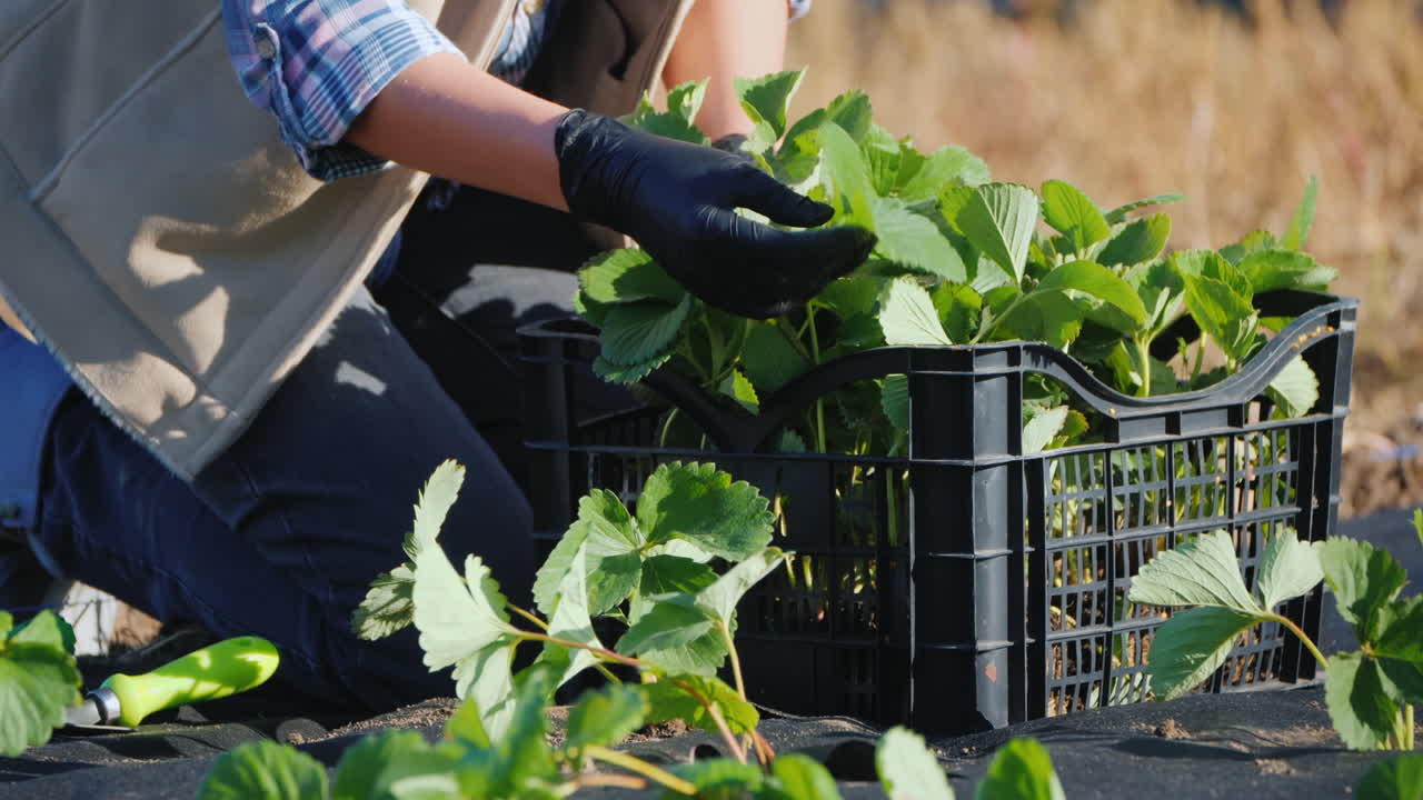 농부는 딸기 묘목을 심는 정원에서 일합니다