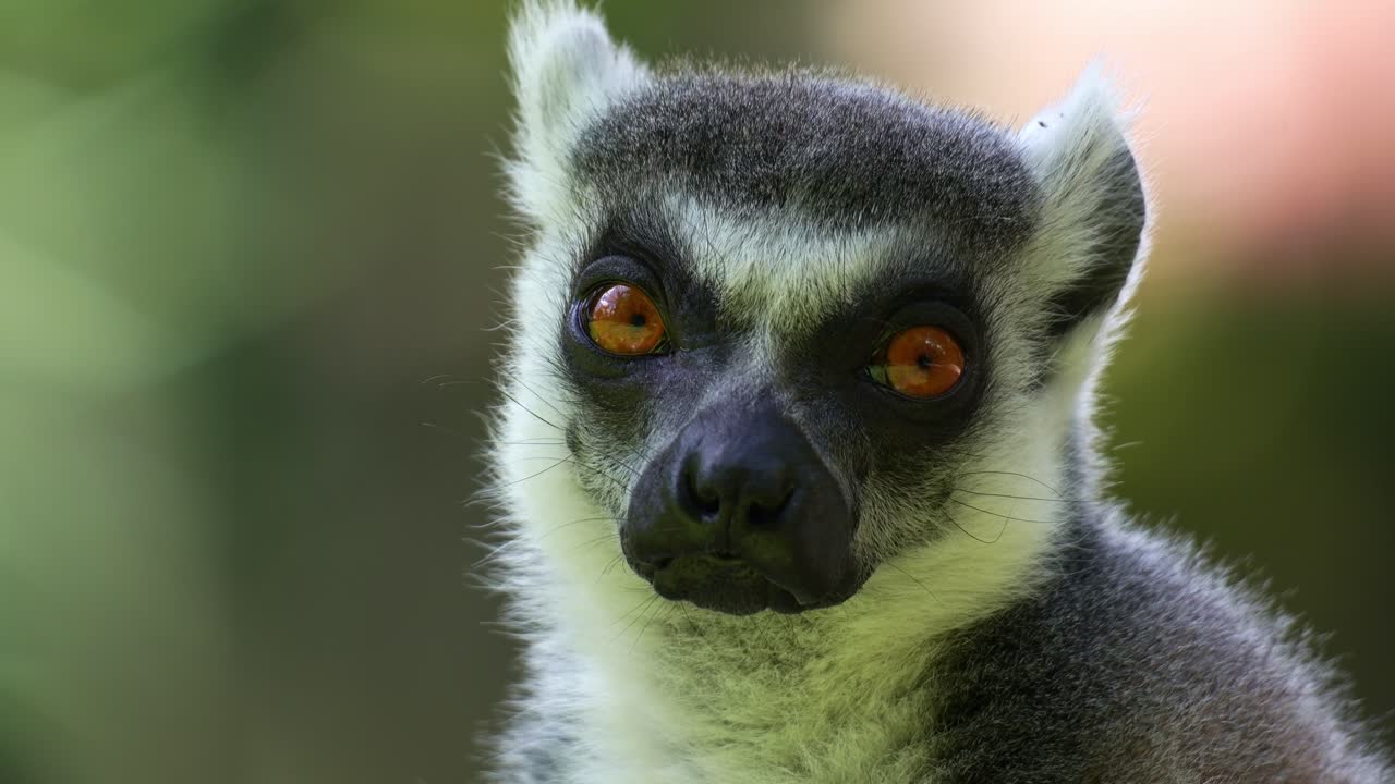 Primo piano che cattura il volto di un lemure dalla coda ad anelli (Lemur catta) che si addormenta in pieno giorno