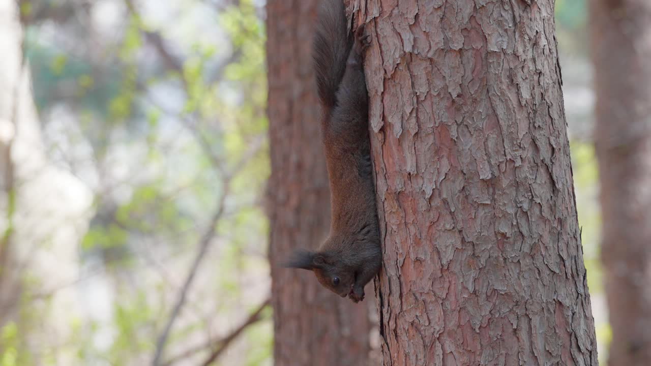 Eurasian Gray Squirrel Hangs Upside Down on Pine Tree Trunk on Hind Legs and Eats Nut Holding in Paws, Sciurus Vulgaris