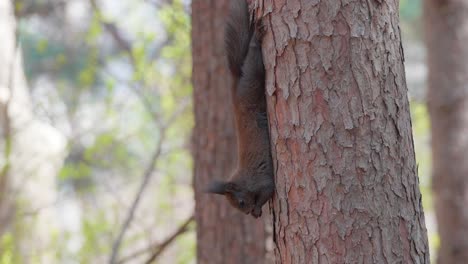 eurasian gray squirrel hangs upside down on pine tree trunk on hind legs and eats nut holding in paws, sciurus vulgaris