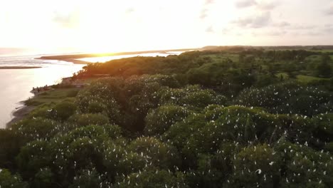 Aerial-view,-flock-of-egrets