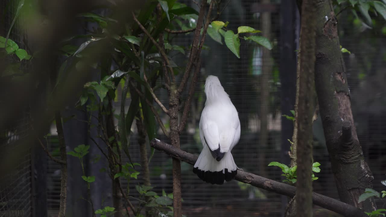 Two Jalak Bali Birds (Leucopsar Rothschildi) in Outdoor Aviary Enclosure – Rare Species Interaction
