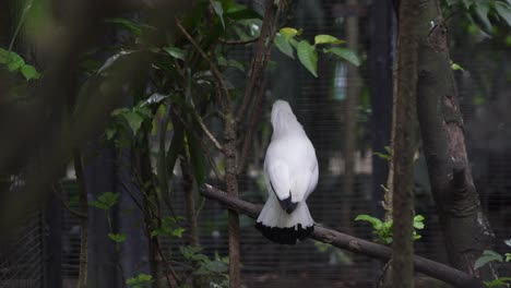 two jalak bali birds (leucopsar rothschildi) in outdoor aviary enclosure – rare species interaction
