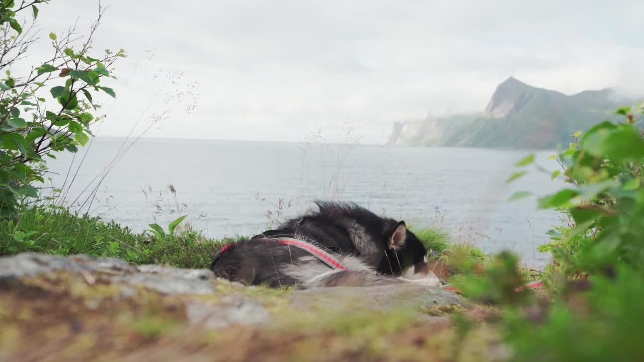 cão malamute do alasca descansando ao lado do belo lago de montanha em segla na ilha de senja, noruega