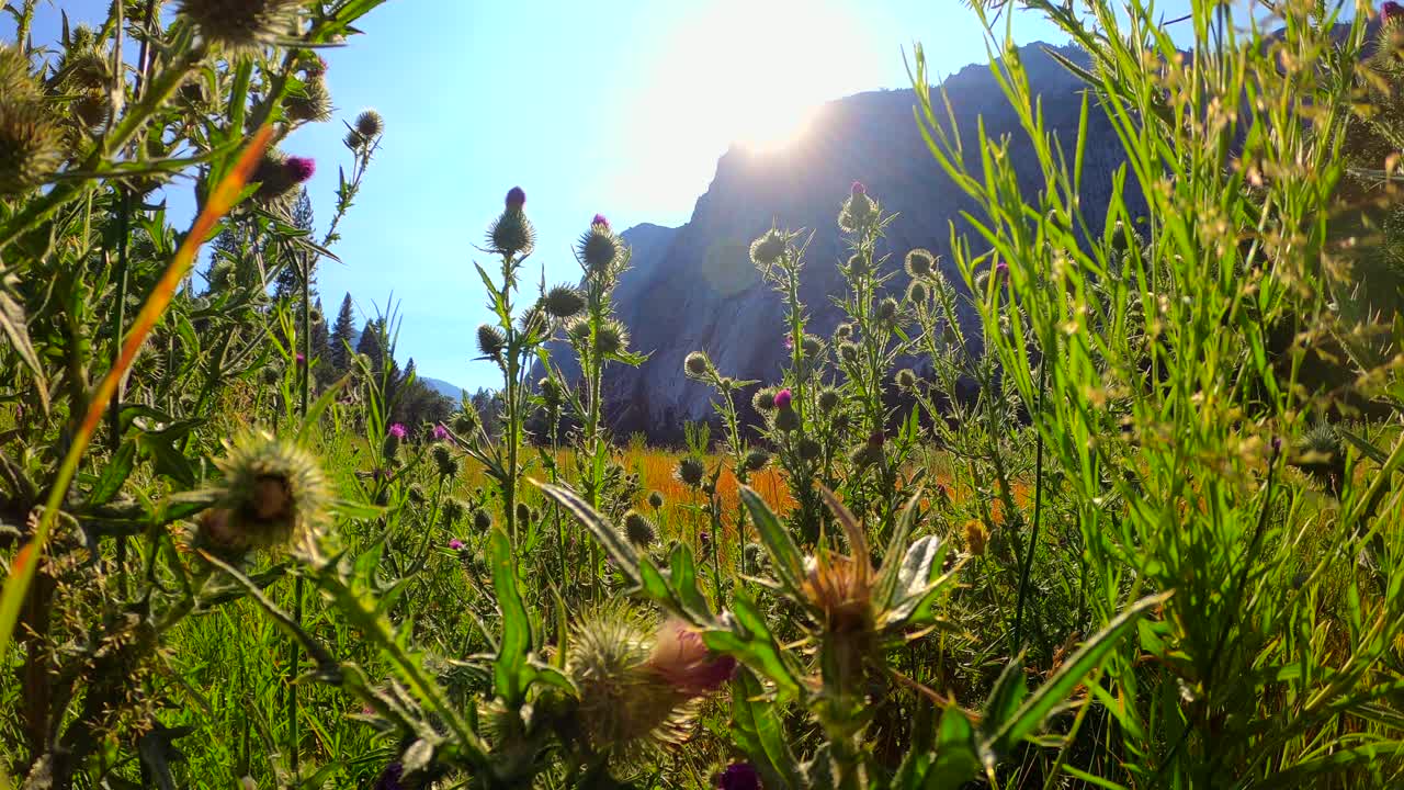 밝고 다채롭고 꿈꾸는 듯한 자연 배경
