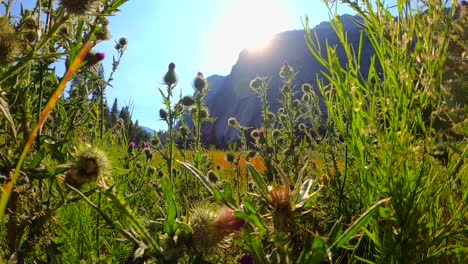 bright, colorful, and dreamy nature background