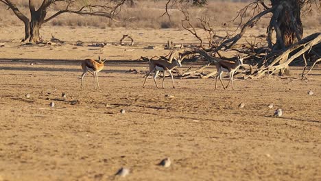 springbok antelope walk past dried old tree in the kalahari desert