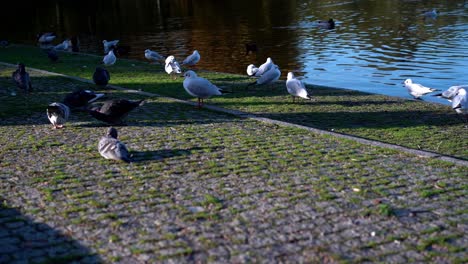 una variedad de aves en un parque europeo caminando sobre rocas con musgo creciendo de ellas