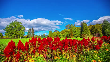 timelapse vibrante y colorido de flores rojas en un prado verde con árboles en el fondo contra un cielo azul brillante con nubes blancas que pasan
