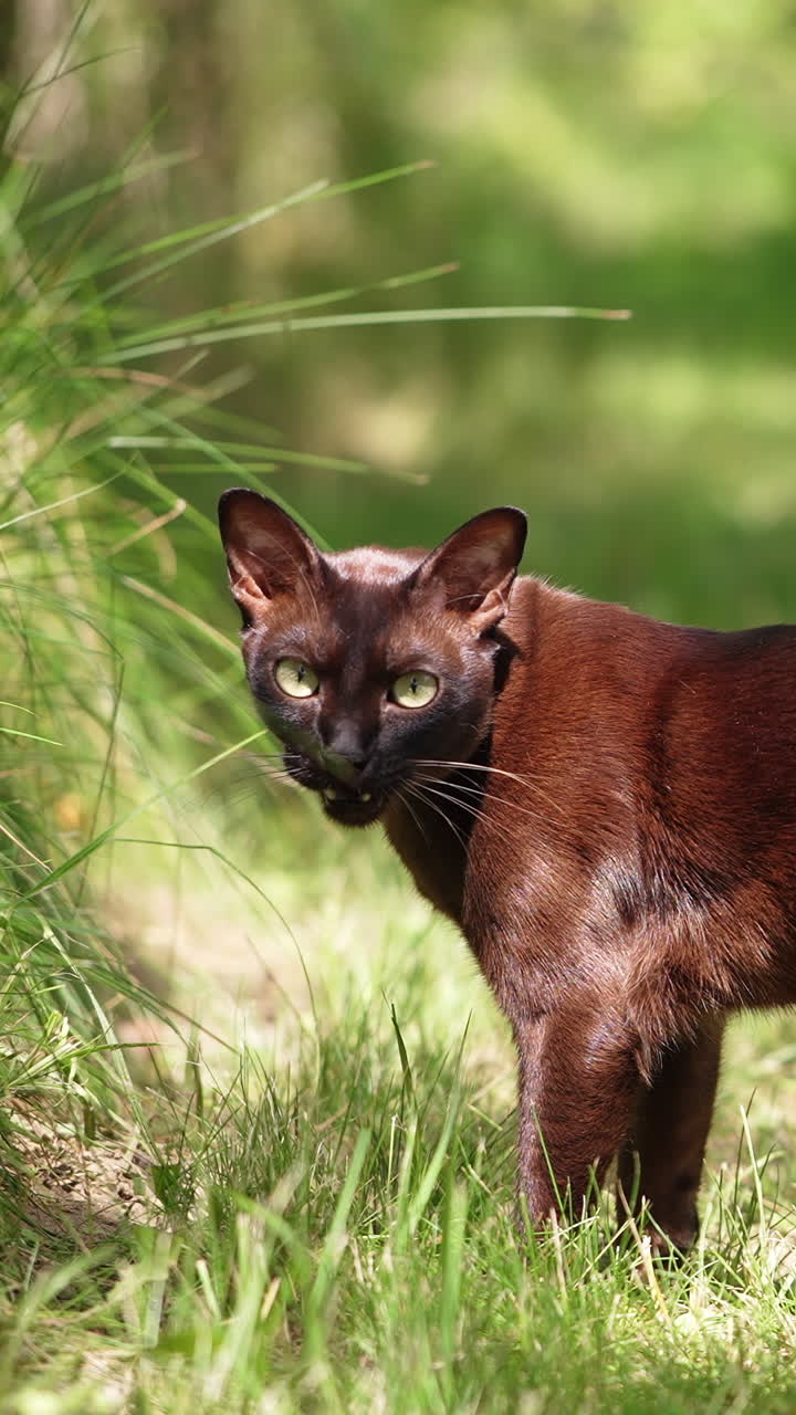 Black domestic cat with short fur stands in the sun rays. Kitty looks around, smells and goes away. Blurred backdrop. Vertical video