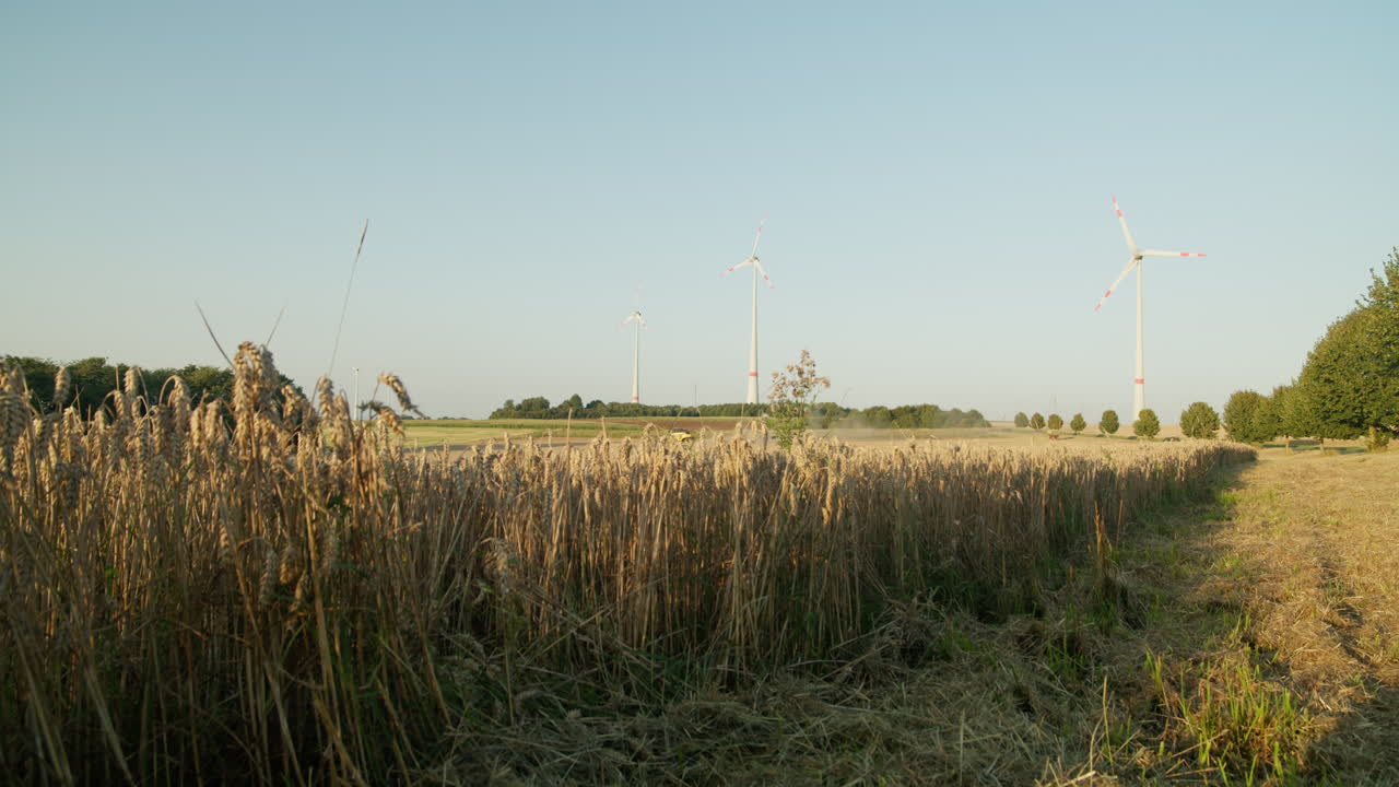Golden wheat field during sunset with wind turbines in the background, symbolizing sustainable agriculture and renewable energy in a rural setting