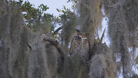 gran búho de cuernos posado en la rama del árbol cubierto de musgo