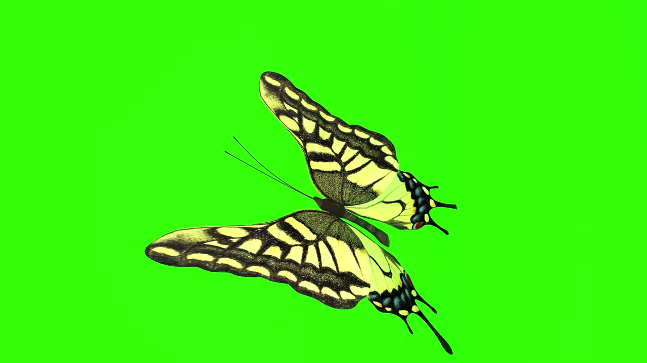 이국적인 나비 녹색 스크린 3d 렌더링 애니메이션