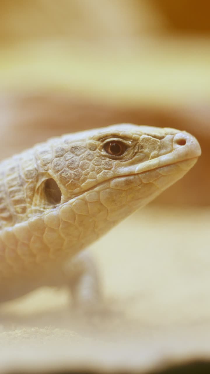 Desert lizard resting on sand in natural habitat