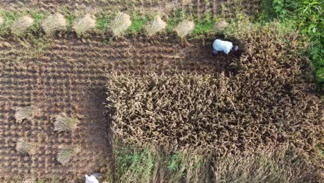 aerial view the farmer harvest rice on step rice paddy field